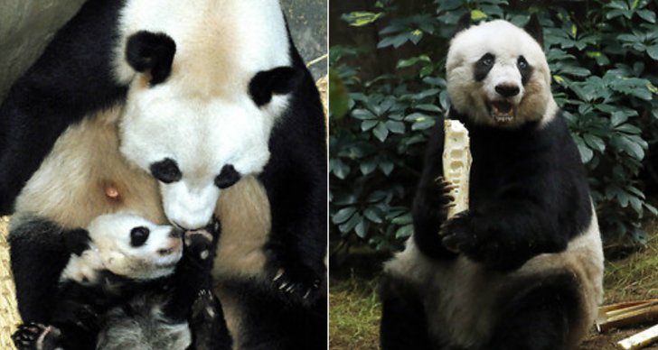 Panda, Pandor, Kina, Zoo, Graviditet